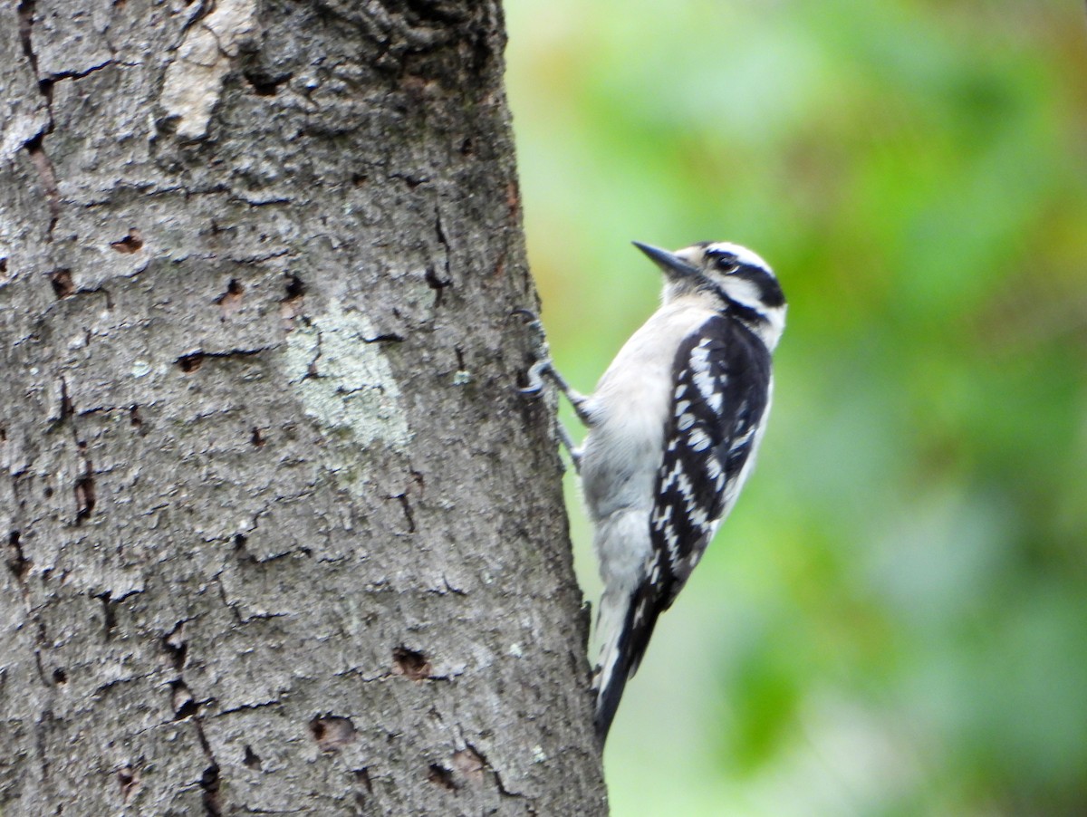 Downy Woodpecker (Eastern) - ML623922549