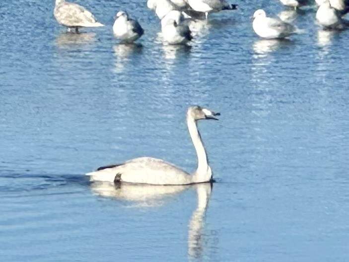 Whooper Swan - ML623922561