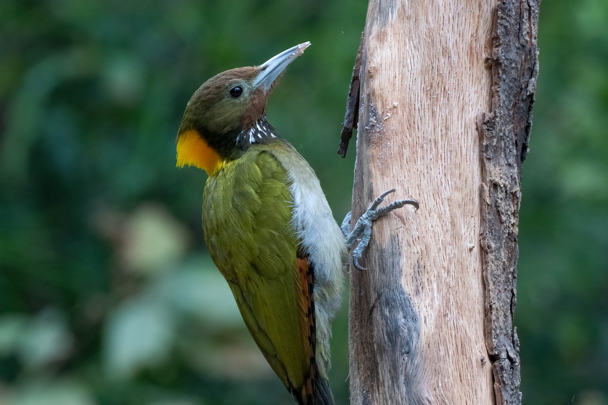 Greater Yellownape - Gustino Lanese