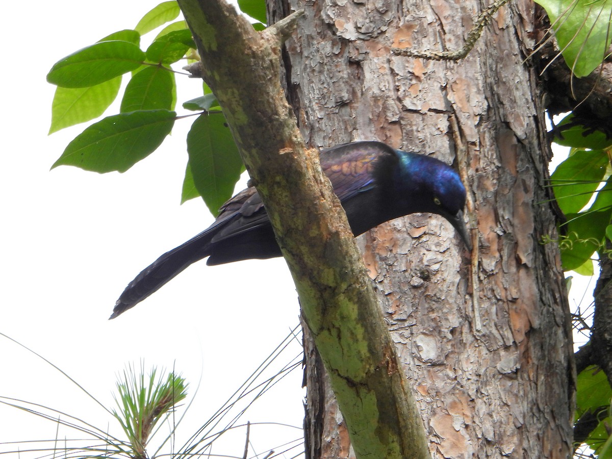 Common Grackle - ML623922563