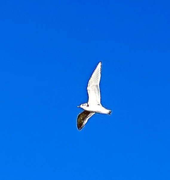 Little Gull - ML623922571