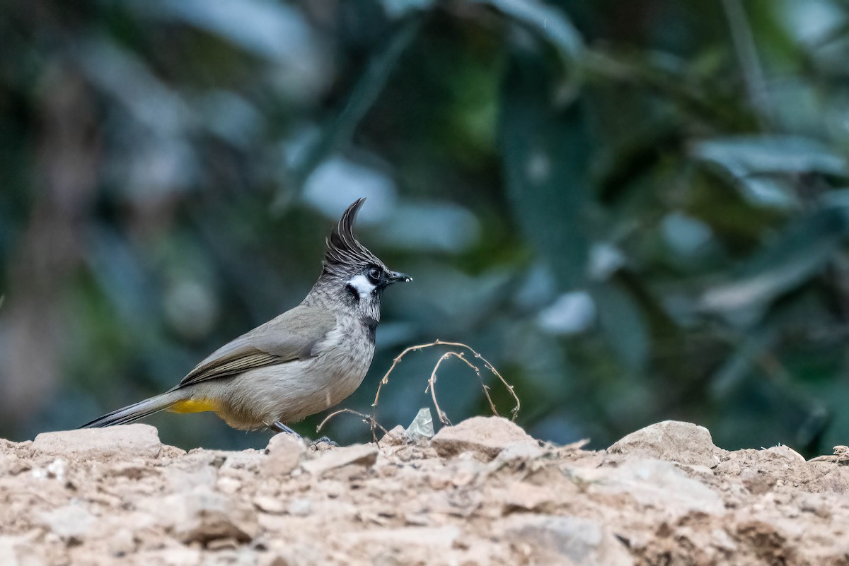 Himalayan Bulbul - ML623922576