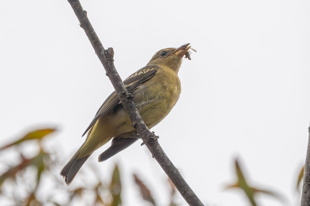 Western Tanager - ML623922601