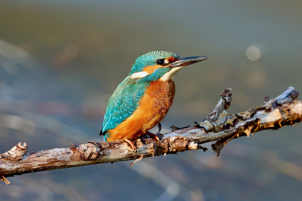 Common Kingfisher - Joost Foppes