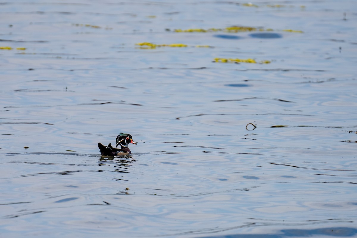 Wood Duck - ML623922615