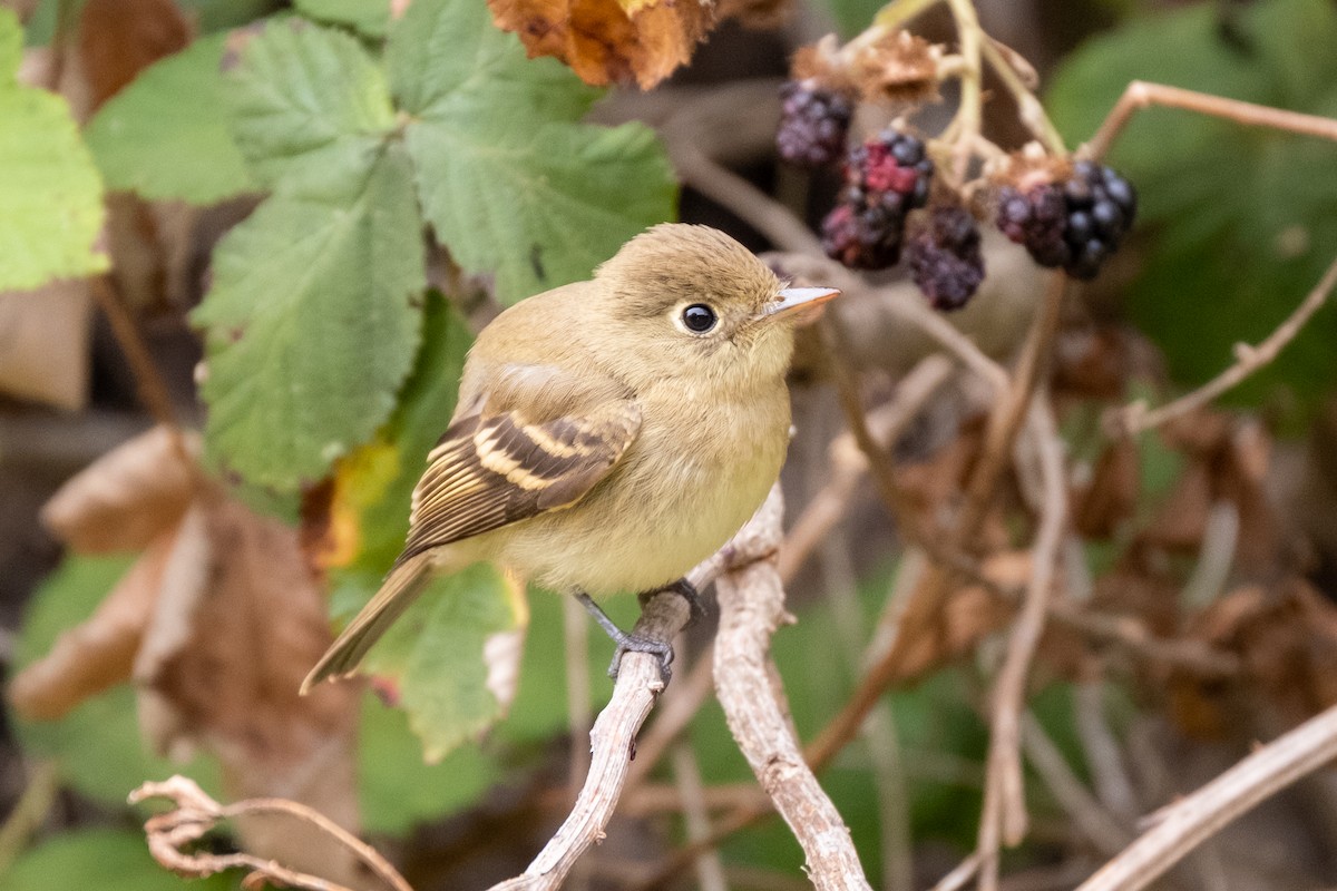 Western Flycatcher - ML623922618