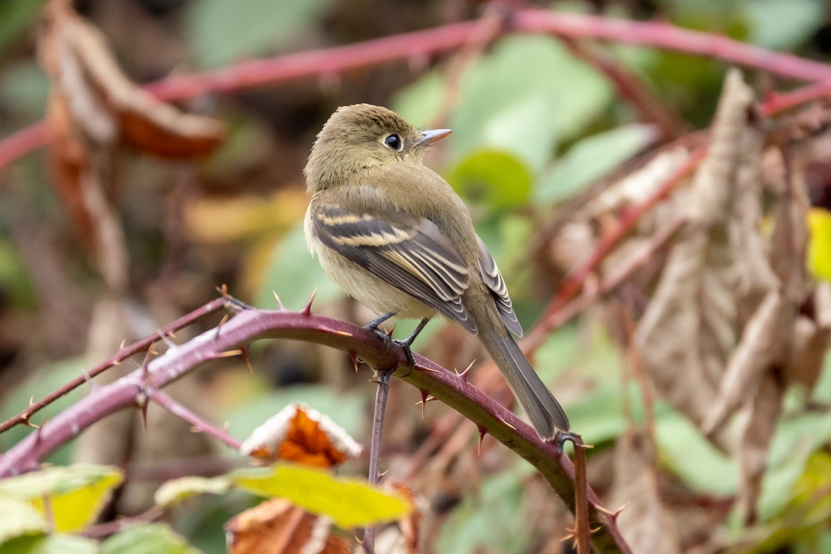 Western Flycatcher - ML623922619