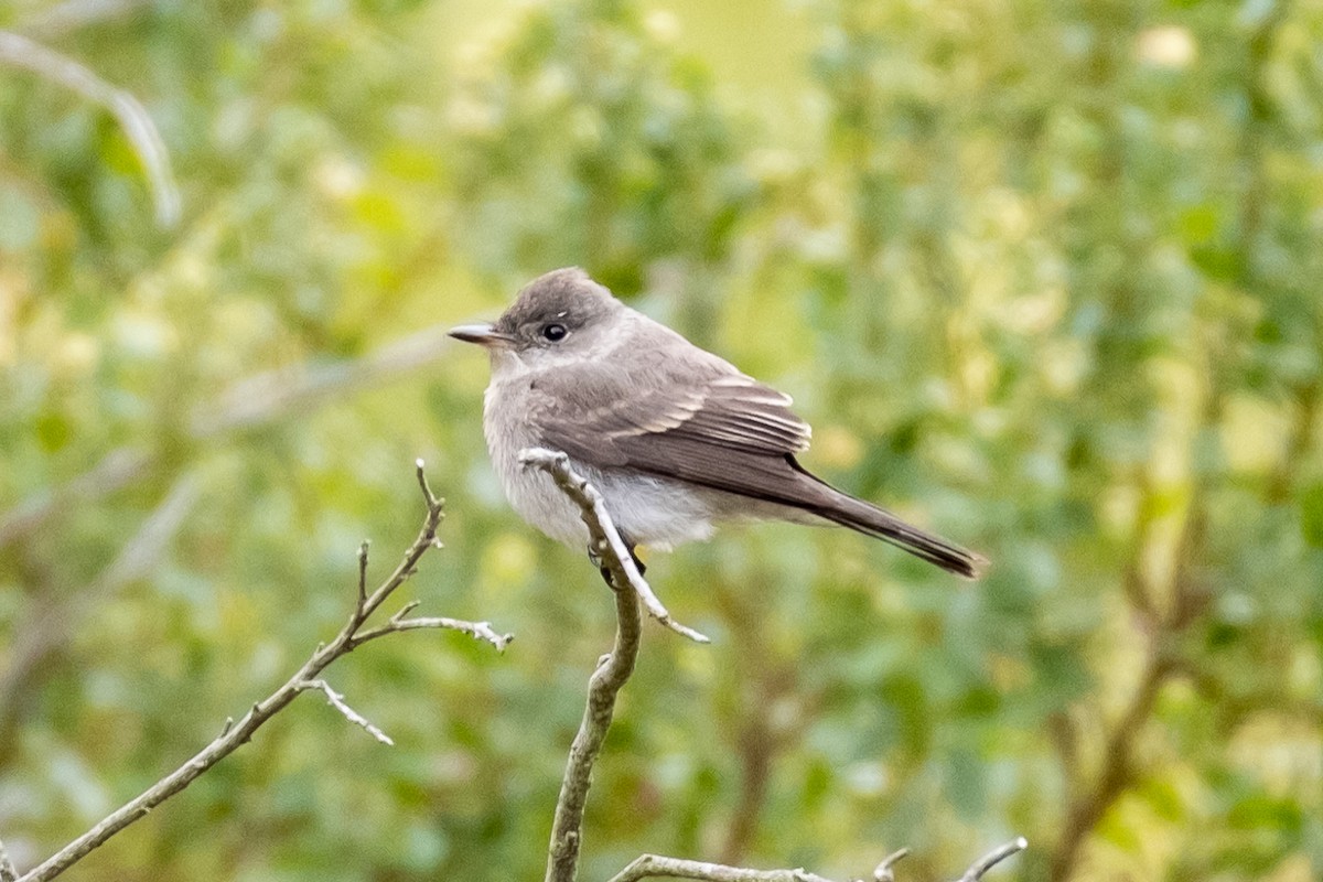 Western Wood-Pewee - ML623922628