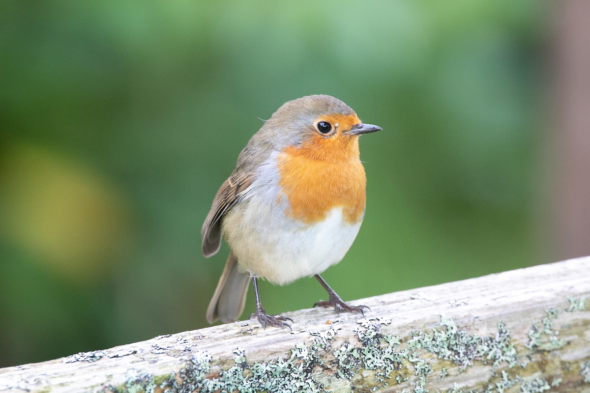 European Robin - ML623922632