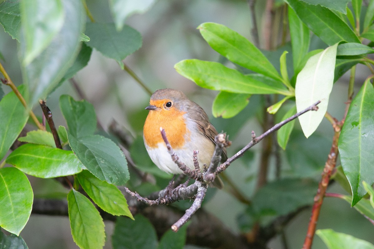 European Robin - Scott Godshall