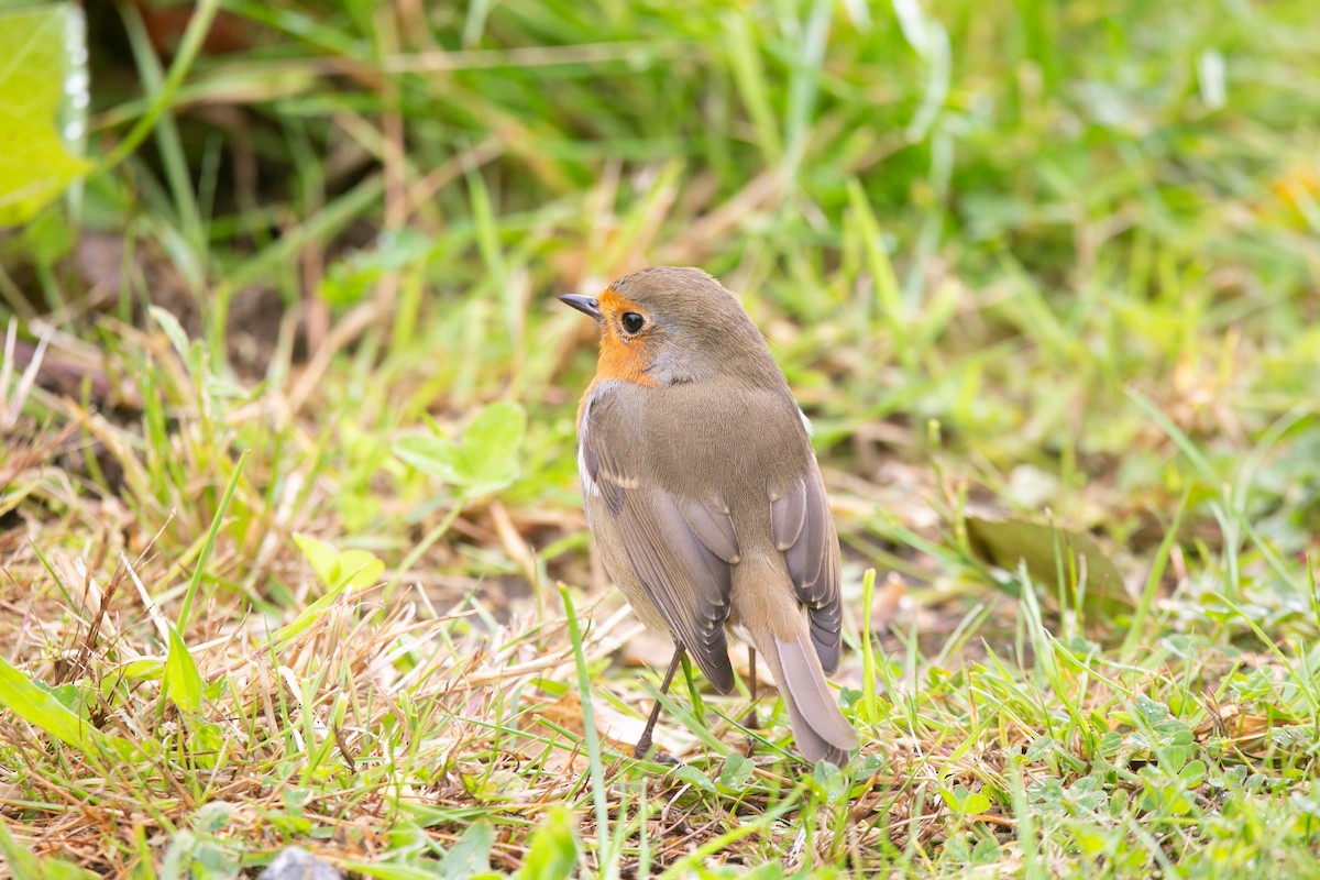 European Robin - ML623922634