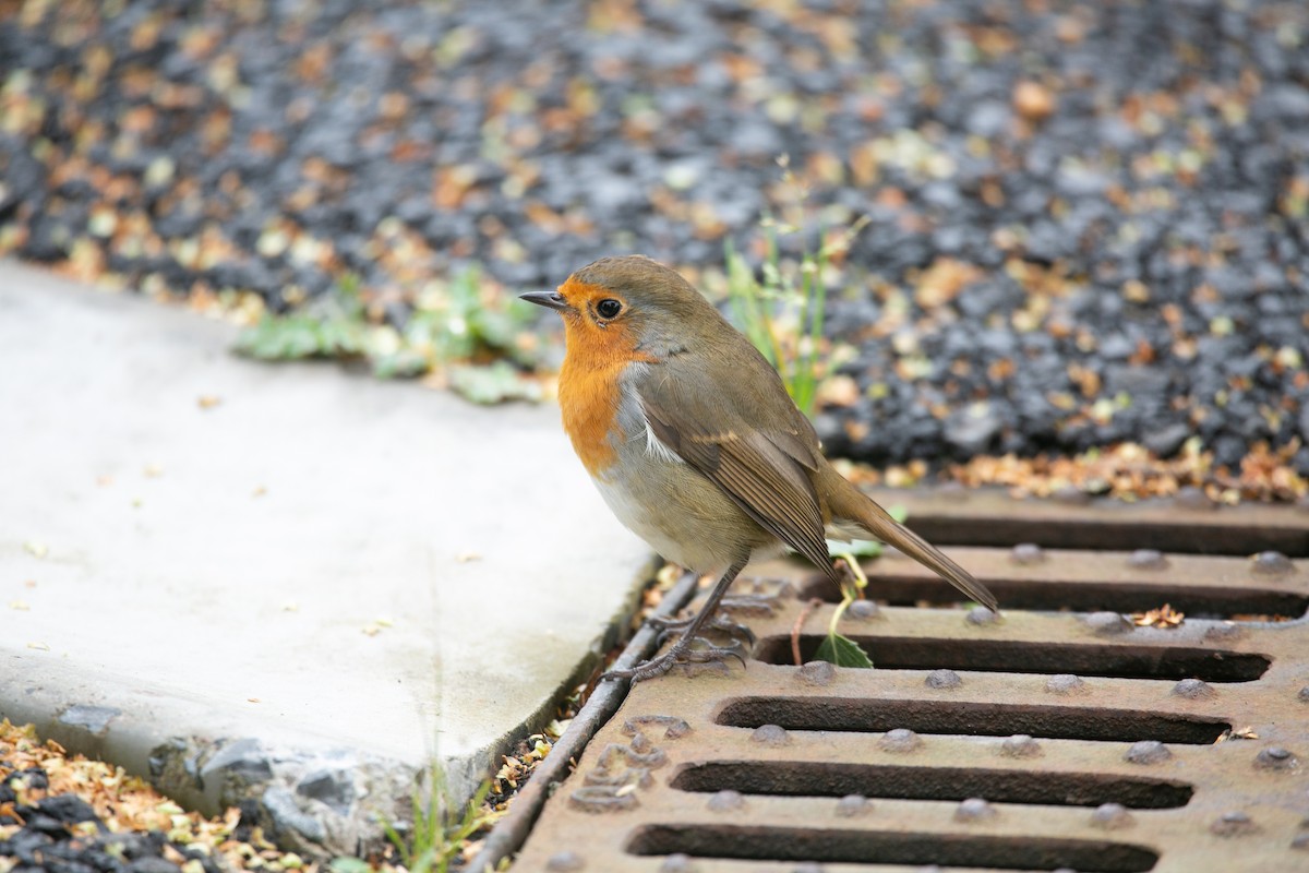 European Robin - ML623922635