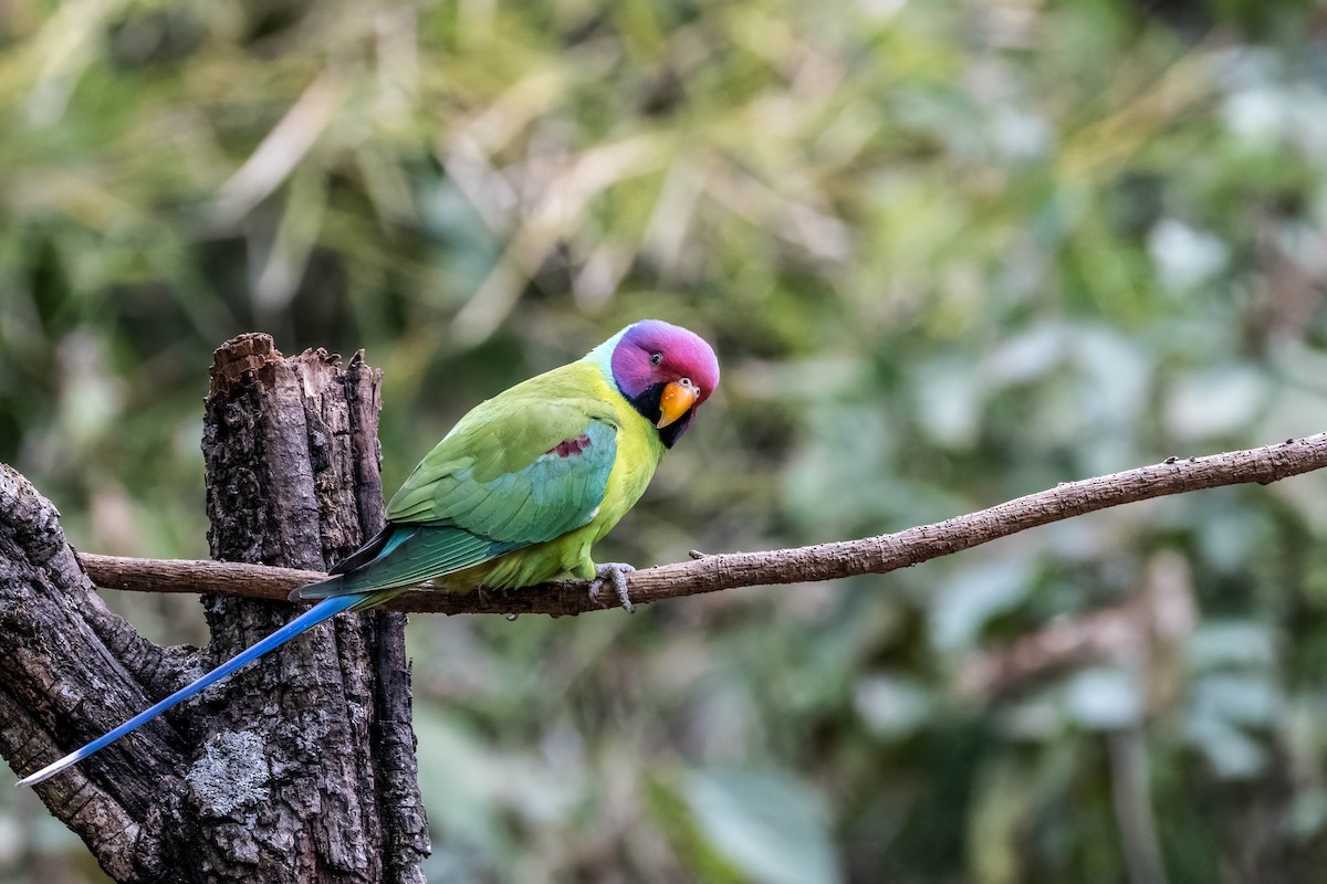 Plum-headed Parakeet - ML623922636