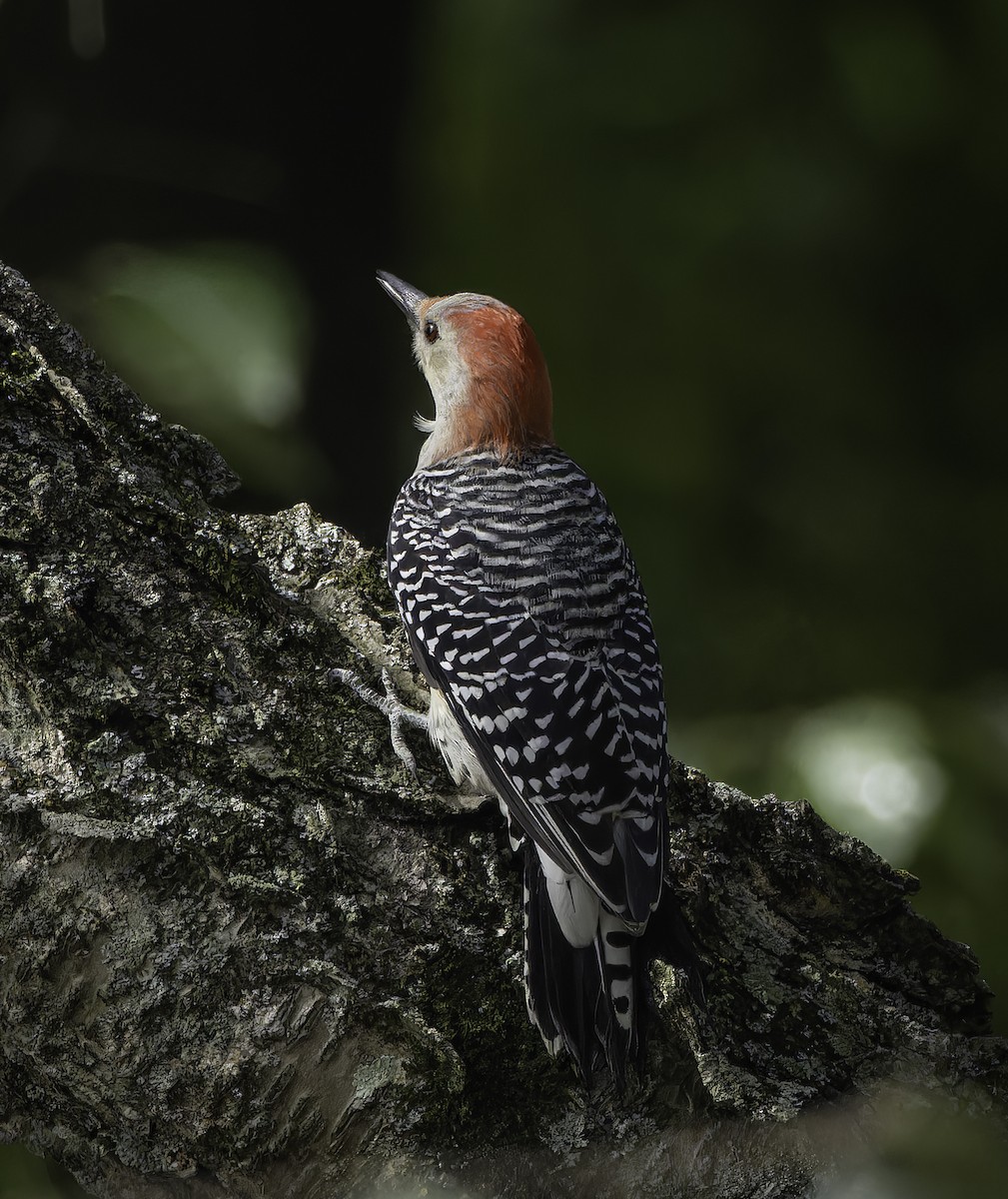 Red-bellied Woodpecker - ML623922639