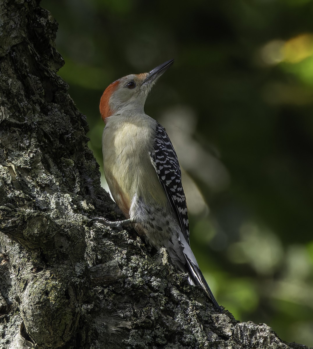 Red-bellied Woodpecker - ML623922640