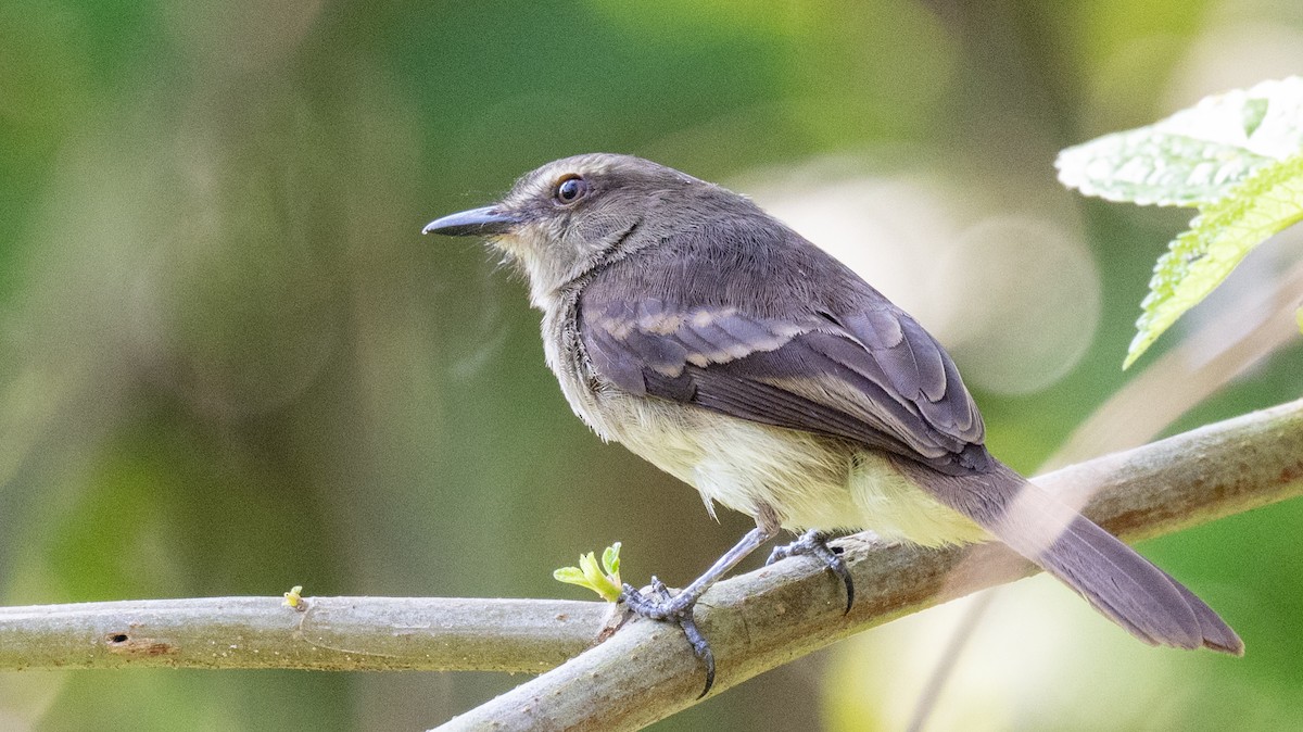 Fuscous Flycatcher - ML623922656