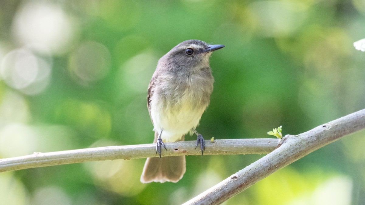 Fuscous Flycatcher - Steve McInnis