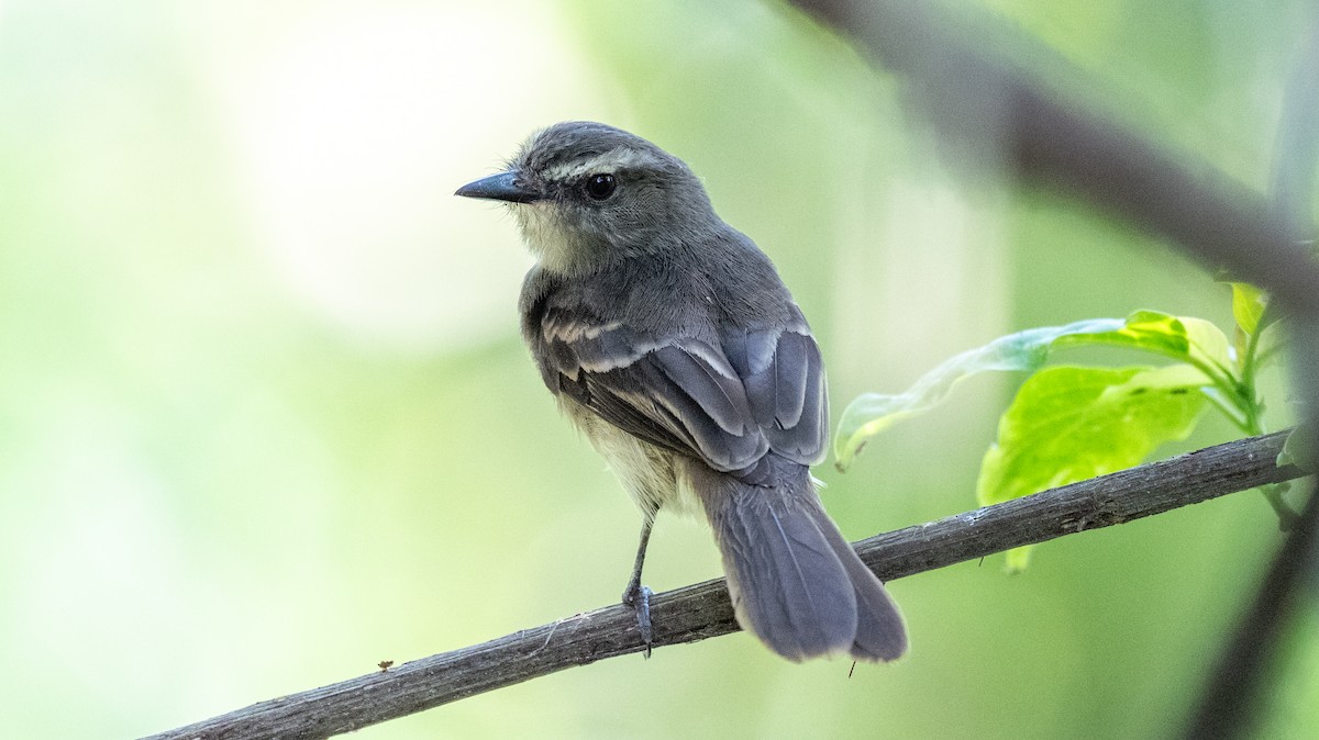 Fuscous Flycatcher - ML623922659