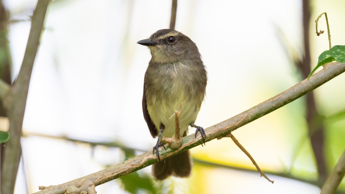 Fuscous Flycatcher - ML623922660