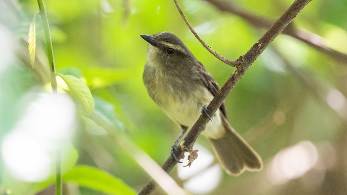 Fuscous Flycatcher - ML623922663