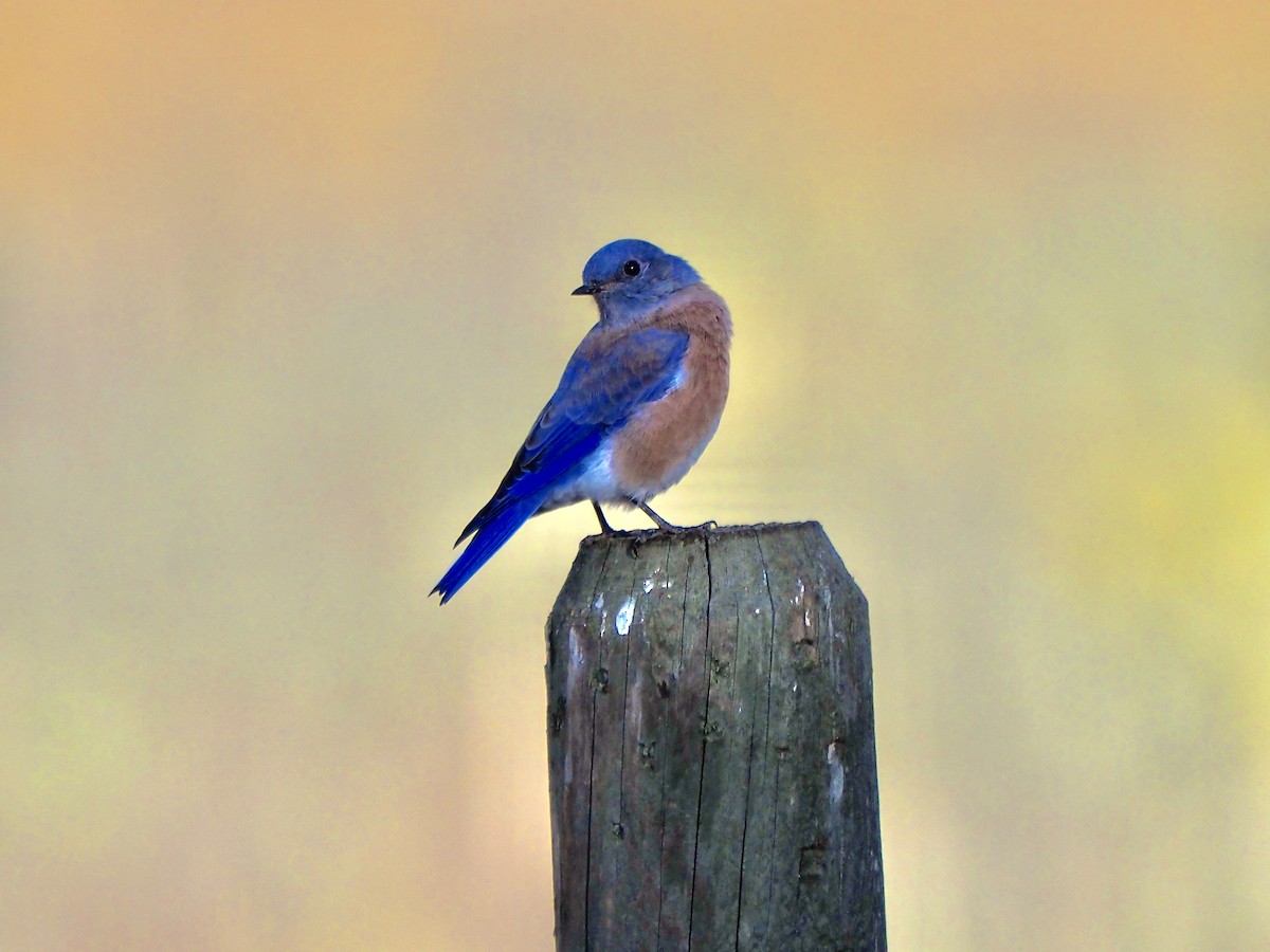 Western Bluebird - ML623922678