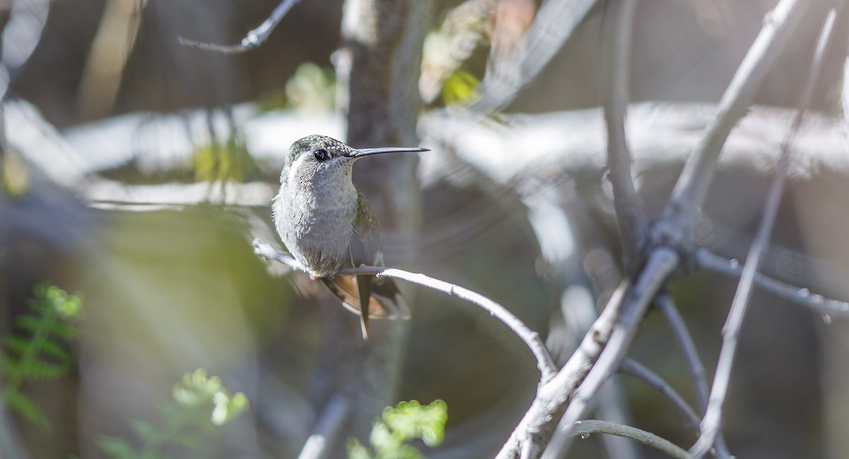 Blue-throated Mountain-gem - ML623922691