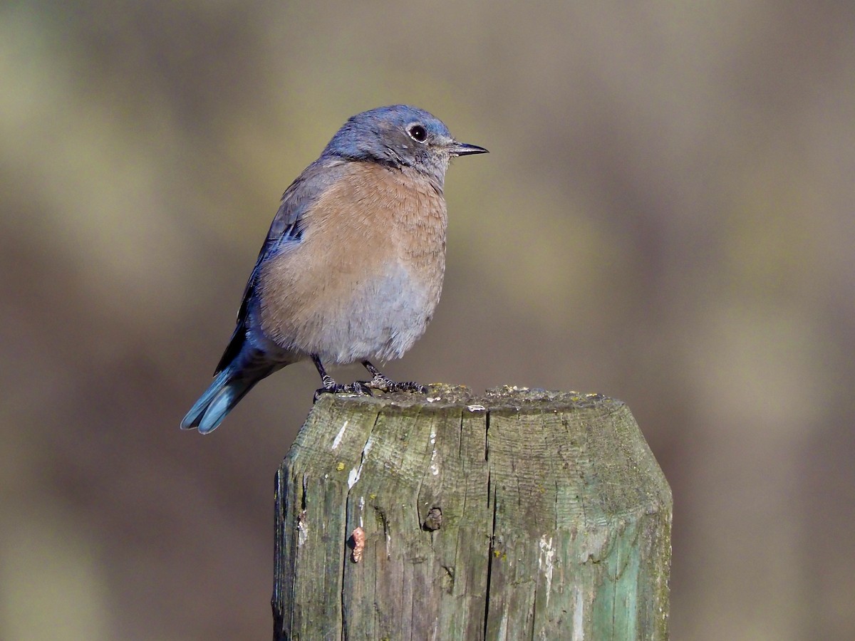 Western Bluebird - ML623922703