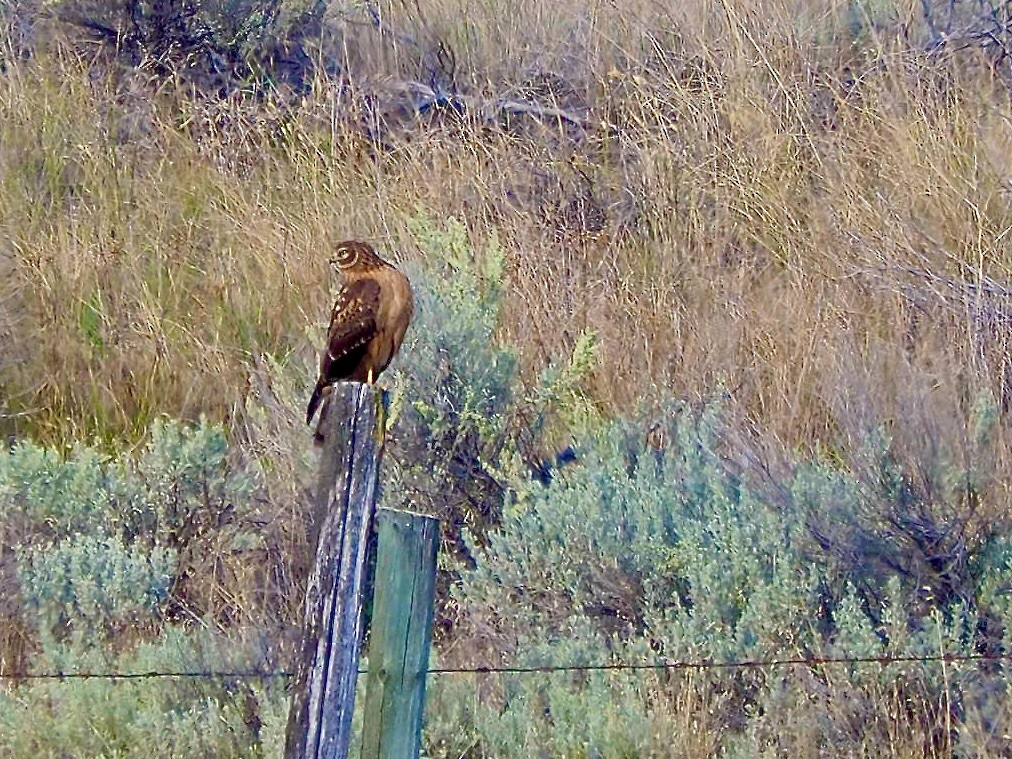 Northern Harrier - ML623922709