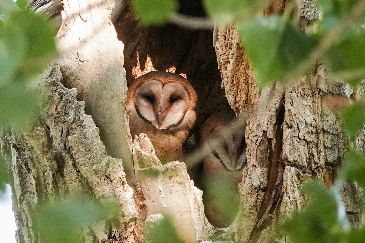 Barn Owl - ML623922724