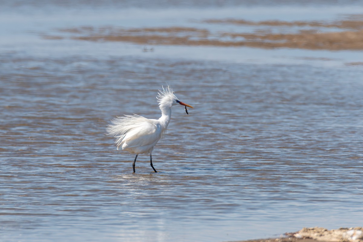 Chinese Egret - ML623922731