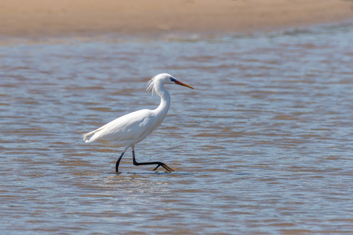 Chinese Egret - ML623922732