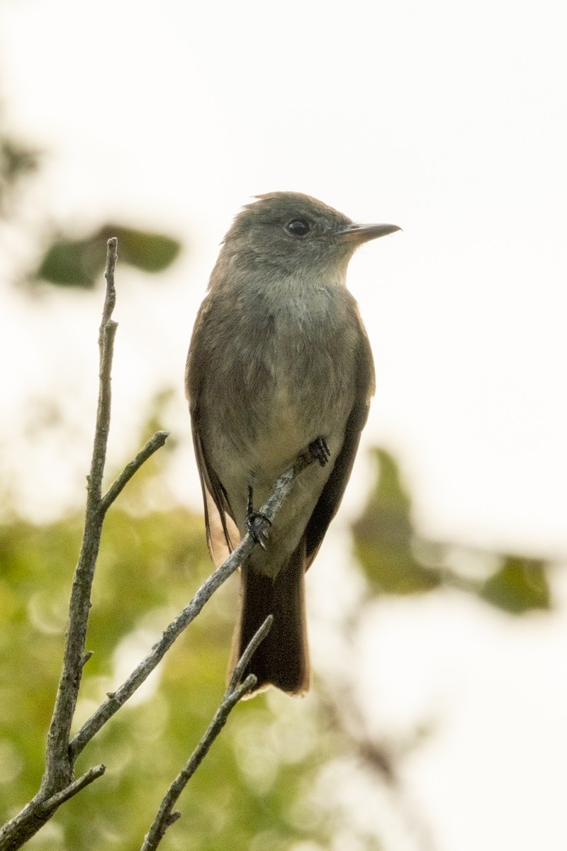 Western Wood-Pewee - ML623922735