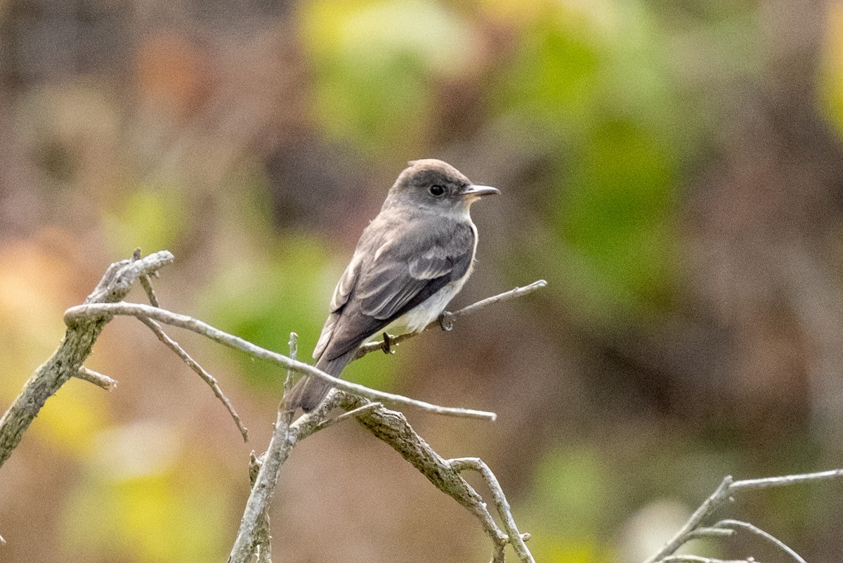 Western Wood-Pewee - ML623922741