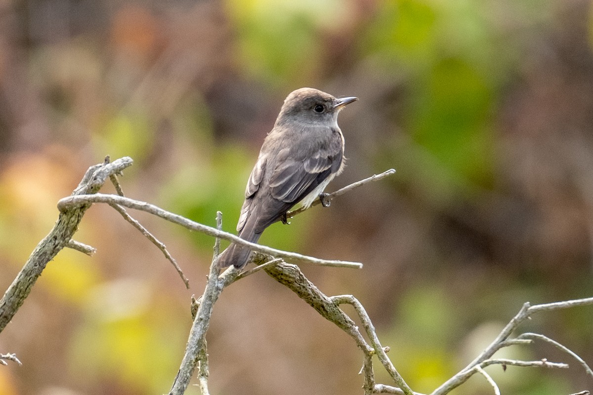 Western Wood-Pewee - ML623922742