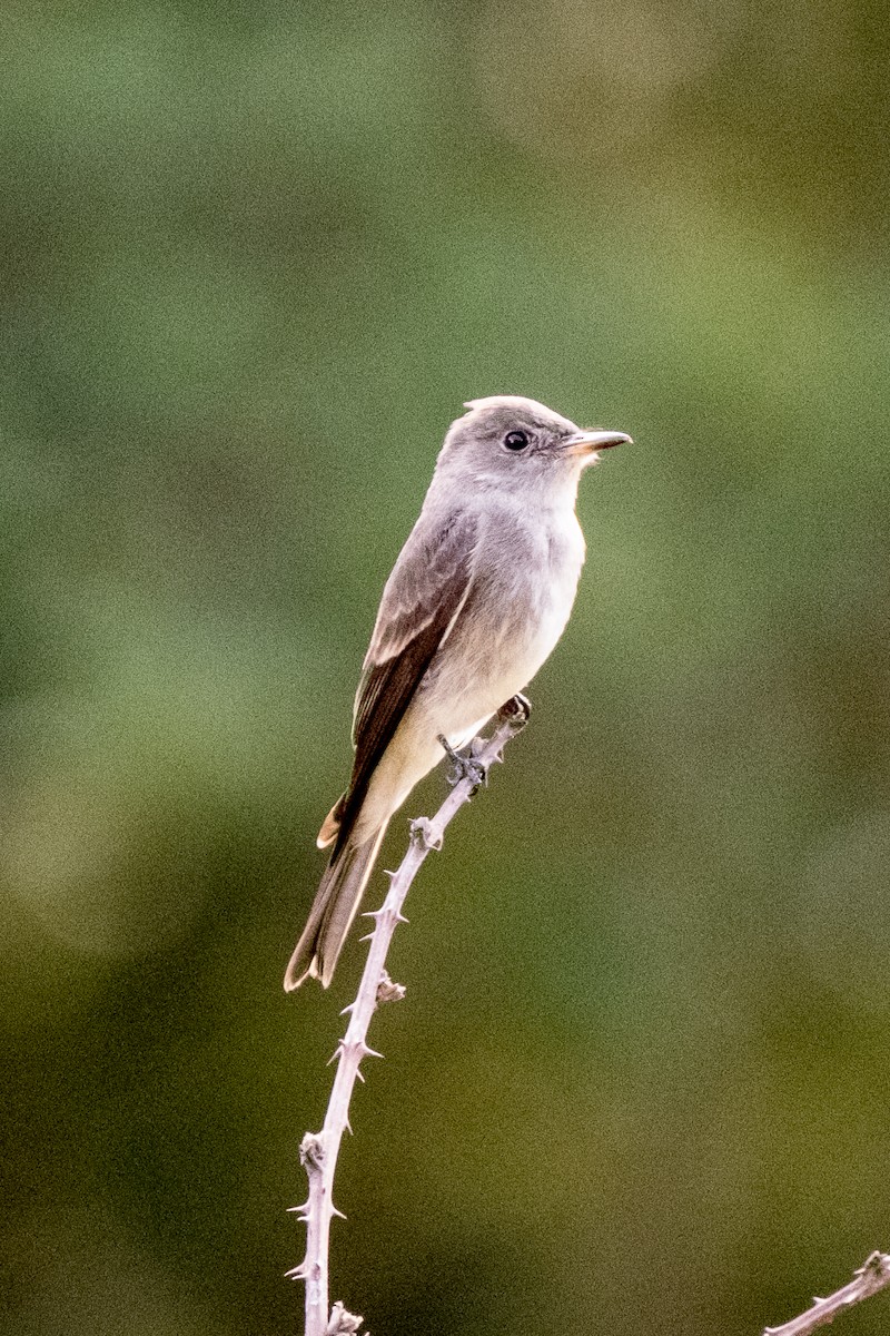 Western Wood-Pewee - ML623922743