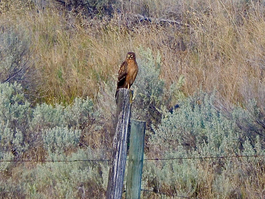 Northern Harrier - ML623922749