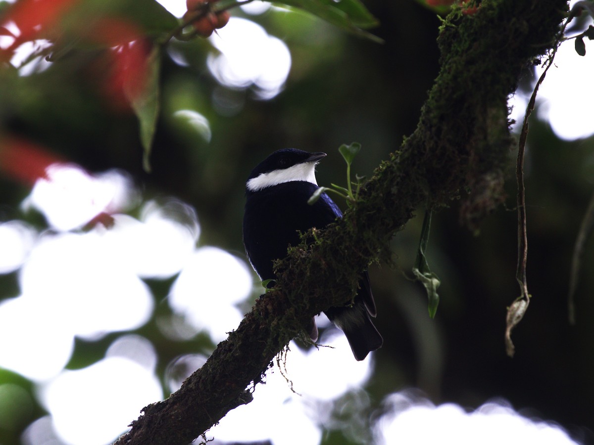 White-ruffed Manakin - ML623922758