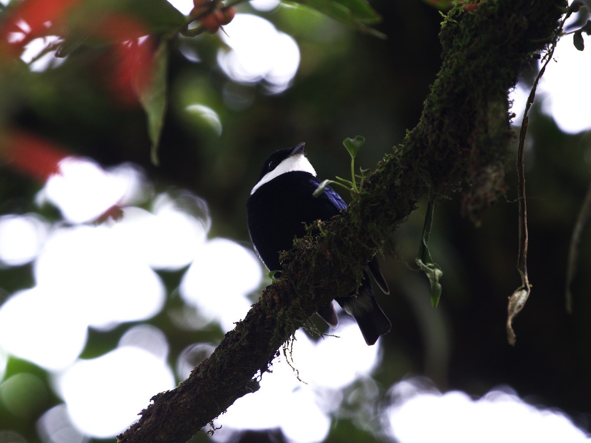 White-ruffed Manakin - ML623922759