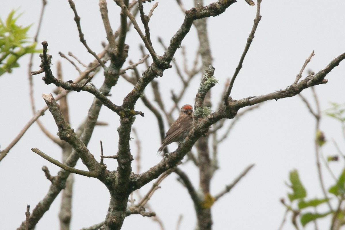 Redpoll (Lesser) - ML623922787