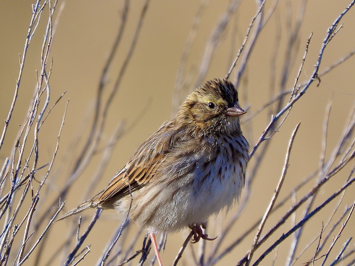 Savannah Sparrow - Kathy Green