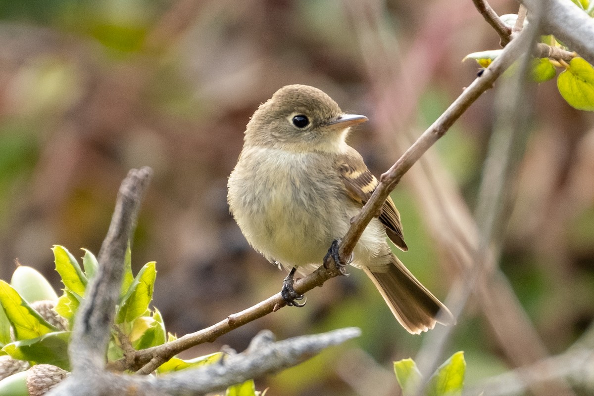 Western Flycatcher - ML623922790