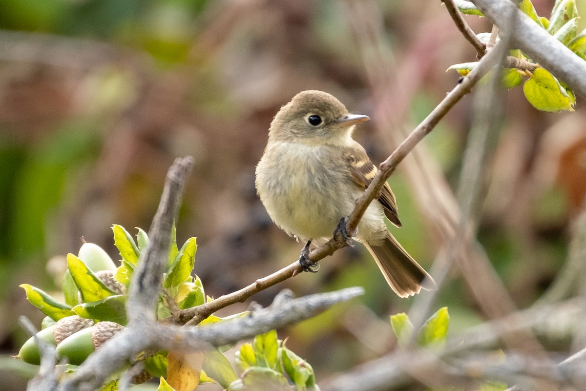 Western Flycatcher - ML623922791