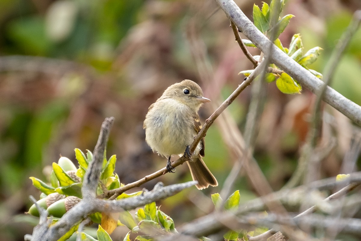 Western Flycatcher - ML623922792