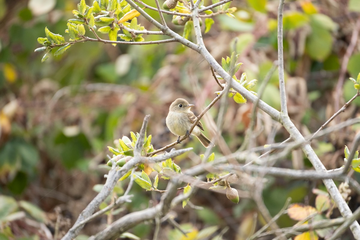 Western Flycatcher - ML623922793