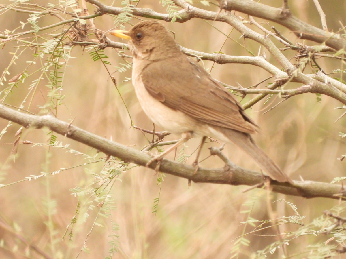 Creamy-bellied Thrush - ML623922795