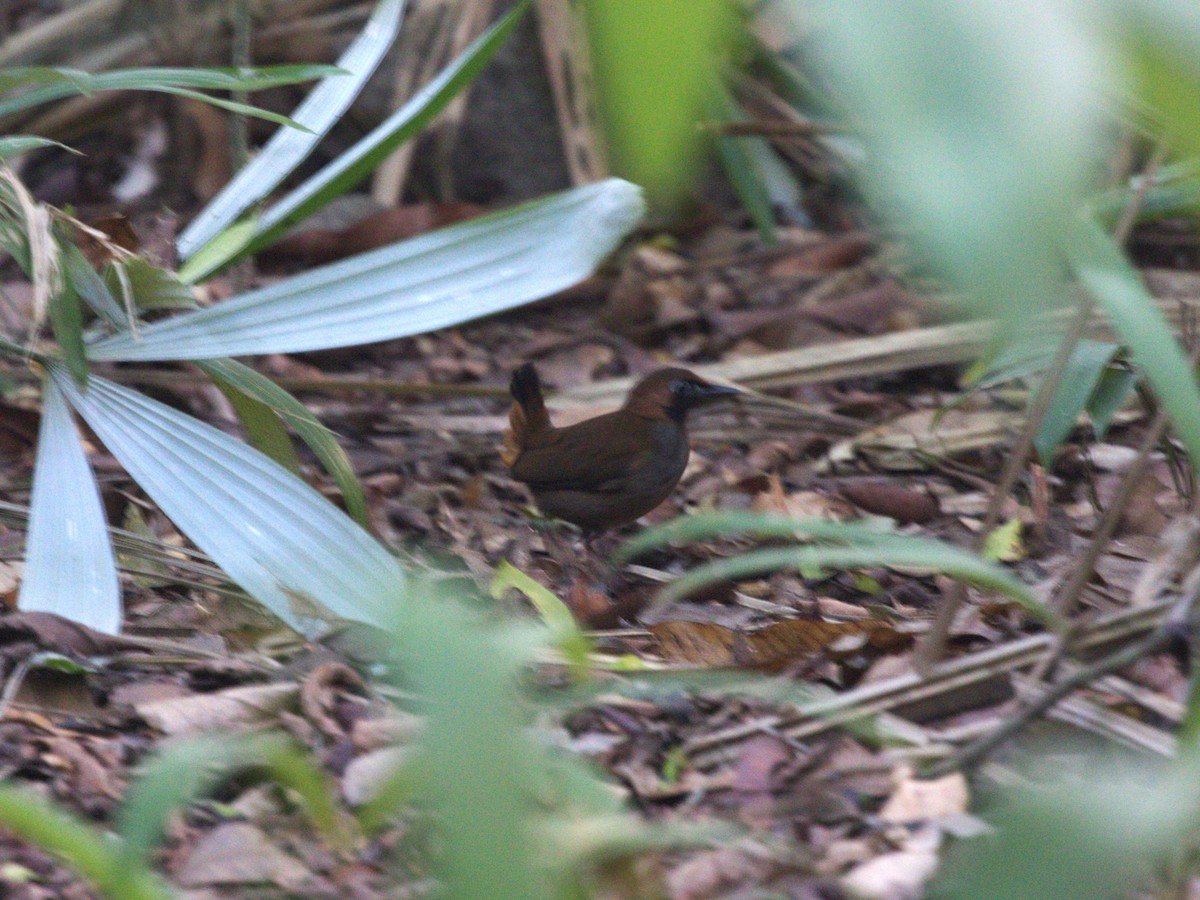 Black-faced Antthrush (Central American) - ML623922828