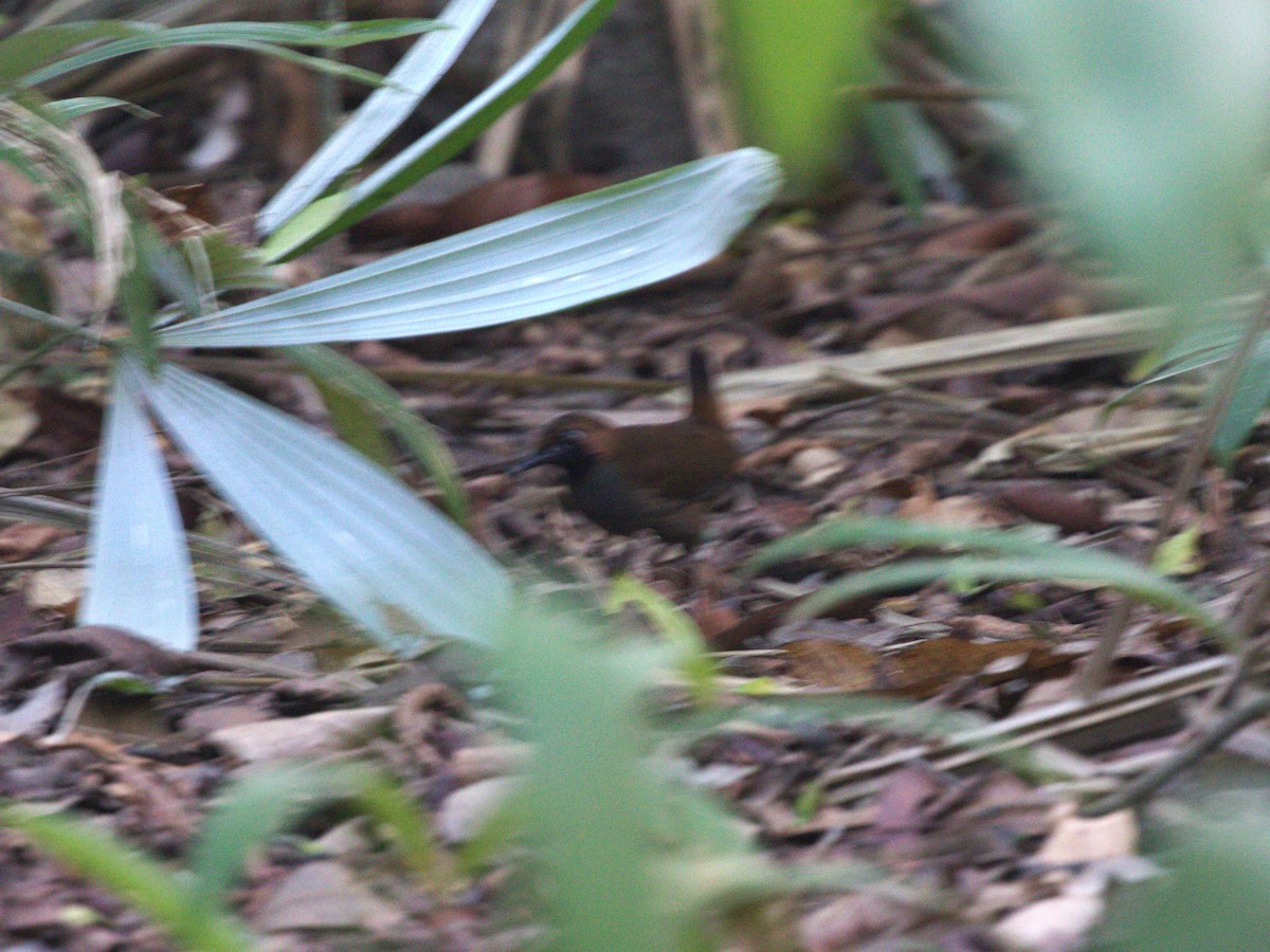 Black-faced Antthrush (Central American) - Menachem Goldstein