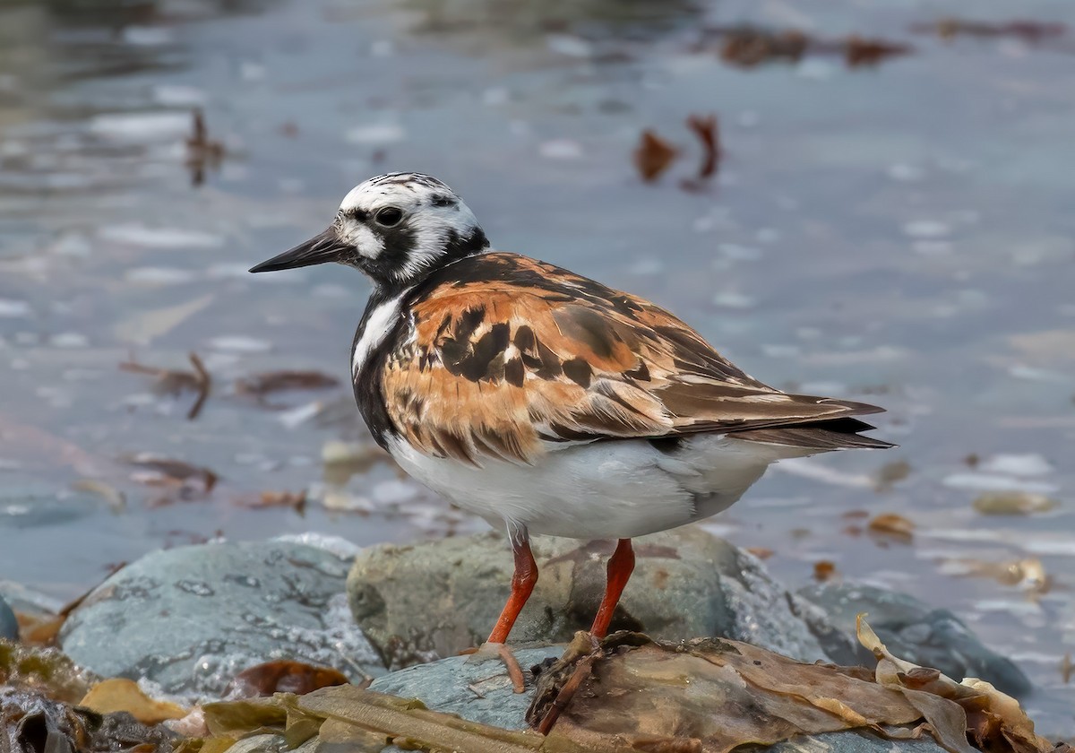 Ruddy Turnstone - ML623922840