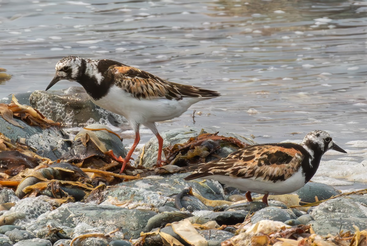 Ruddy Turnstone - ML623922841