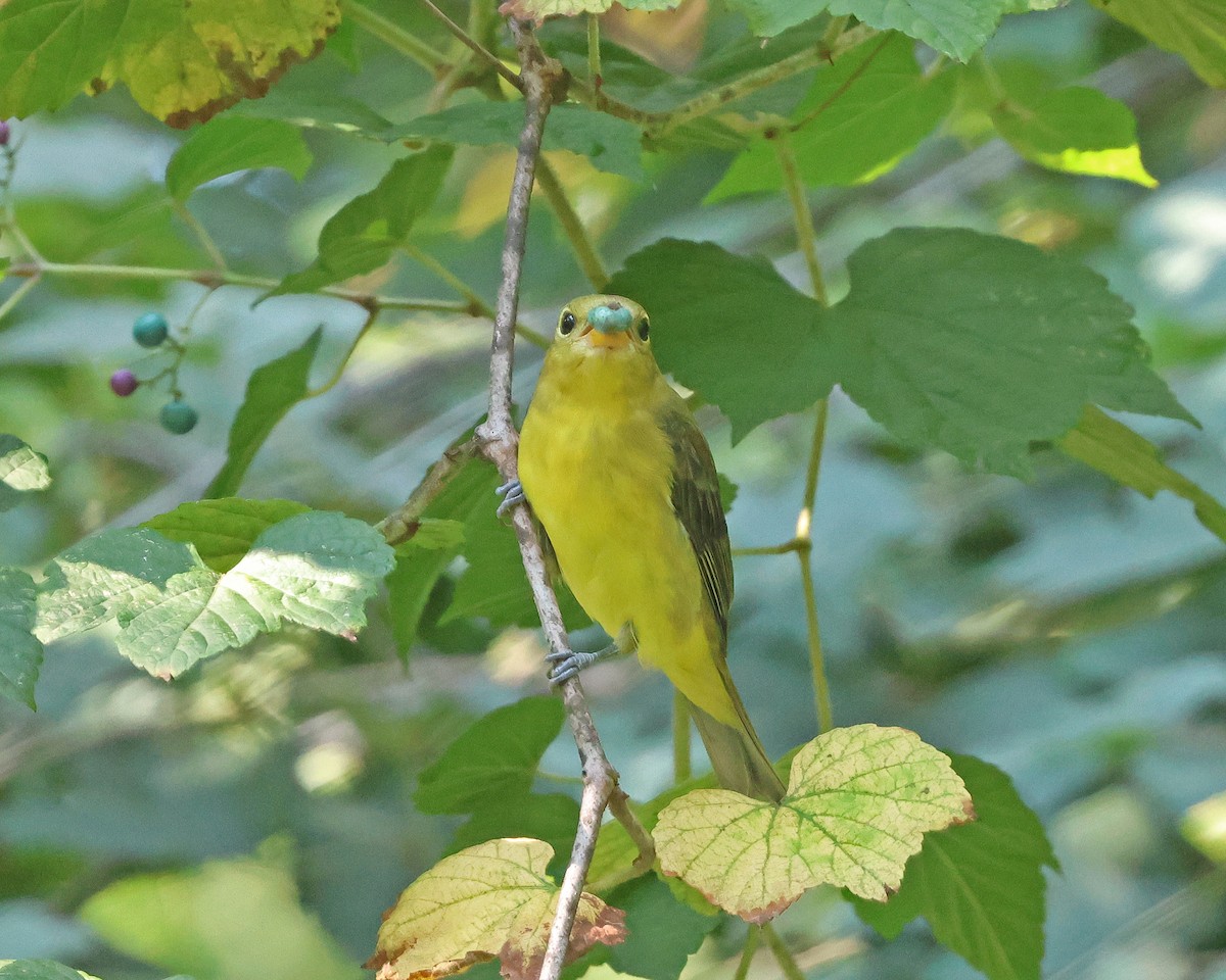 Scarlet Tanager - ML623922842